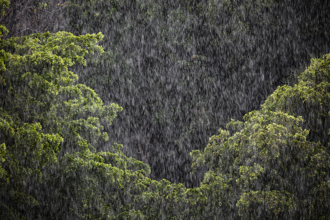 Rain Song